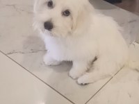 İZMİR MALTESE KÖPEĞİMİZ