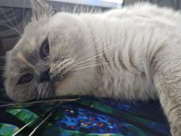 Blue point british shorthair ücretsiz