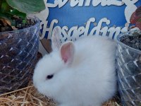 Cüce tavşan yavrular