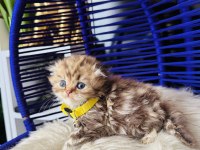 Scottish fold Longhair golden tabby