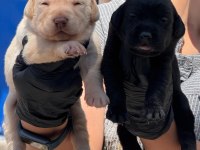 Labrador yavrularımız