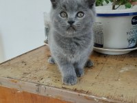 British Shorthair 2 Aylık