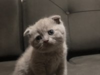 Scottish fold blue point