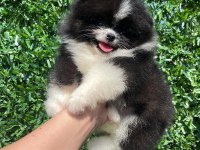 Irk ve sağlık garantili ayıcık surat pomeranian boo bebekler