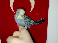 Yavru muhabbet kuşu