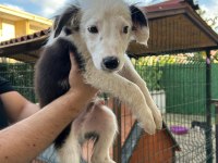 3 Aylık Orjinal Border Collie Yavruları