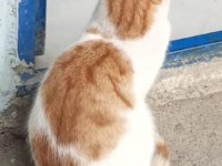 KAZA GEÇİRMİŞ KISIR SARMAN KEDİME ACİL YUVA ARIYORUM.