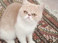 Dişi exotic shorthair