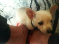 Pinscher köpeğimiz