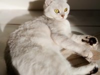 Scottish fold silver