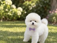 Kar Beyaz Pomeranian Boo Miniğimiz
