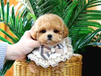Toy Poodle Köpeğimiz