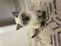 British blue point