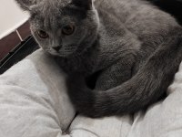 Tamamen sağlıklı 2 güzel british shorthair