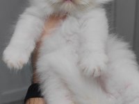 British longhair kedisi
