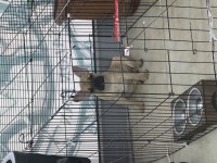 3-4 aylık dişi french bulldog