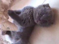 Safkan Scottish Fold Bebeklerimiz