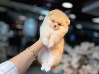 pomeranian boo 60 günlük köpekler