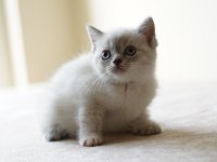 Veteriner kontrollü 45 günlük scottish fold yavrular