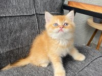 Golden Erkek Bebek British Shorthair