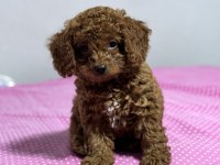 KORE KAN TOY POODLE SAHİPLENDİRME