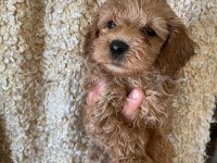 Kilo Garantili Toy Maltipoo Yavrumuz