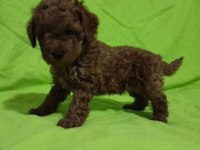 Toy poodle yavrularımız