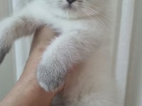 British shorthair güzelliklerim teslime hazır