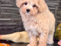 Akıllı ve Tüy Dökmeyen Karakteriyle Maltipoo Yavrusu