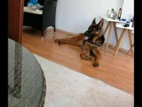 Solid black siyah alman çoban köpeği