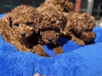 Yasal ruhsatlı çiftlikden toy poodle yavrularımız