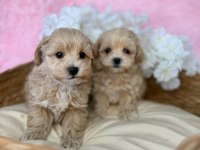 IRK GARANTİLİ MALTİPOO YAVRULARI 