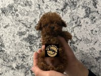 Pets World güvencesiyle orijinal toy poodle yavrularımız