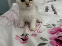 2 Bucuk Aylık Yavrular tek veya toplu Sahiplendirilecek