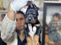 Avrupa doberman yavrular