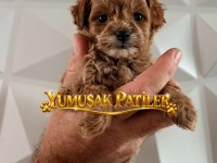 Toy Poodle Dişi - Erkek