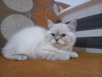 4 adet 2.5 aylık silver point british shorthair