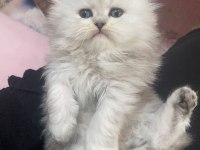 A kalite safkan Chinchilla kedim