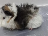 Guinea Pig Yavrular Aynı Gün Set Halinde Teslim