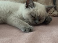 2 Aylık British Shorthair Pasaportlu ve Mikroçipi Var