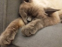 1 yaşında british shorthair kedimiz