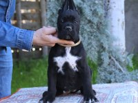 Fcı-Kıf Secereli Safkan Cane Corso Köpekler