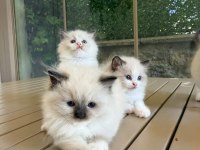 Ragdoll Yavru Kediler