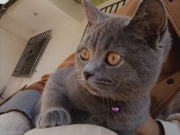 7 aylık british shorthair