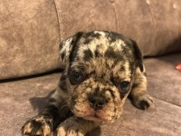 French bulldog merle orjinal ırk