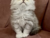British longhair N11 dişi