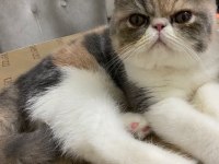 9 aylık exotic shorthair