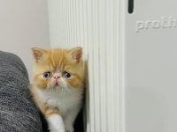 Şecereli Snoopy Anne ve Babanın exotic shorthair yavrusu