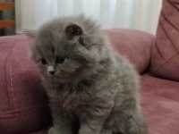 Koca Kafalı British Shorthair Yavruları