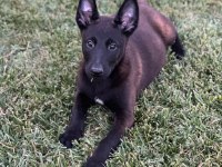 Belçika kurdu Malinois